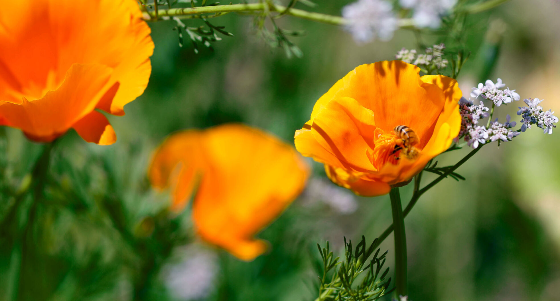 Wildflowers